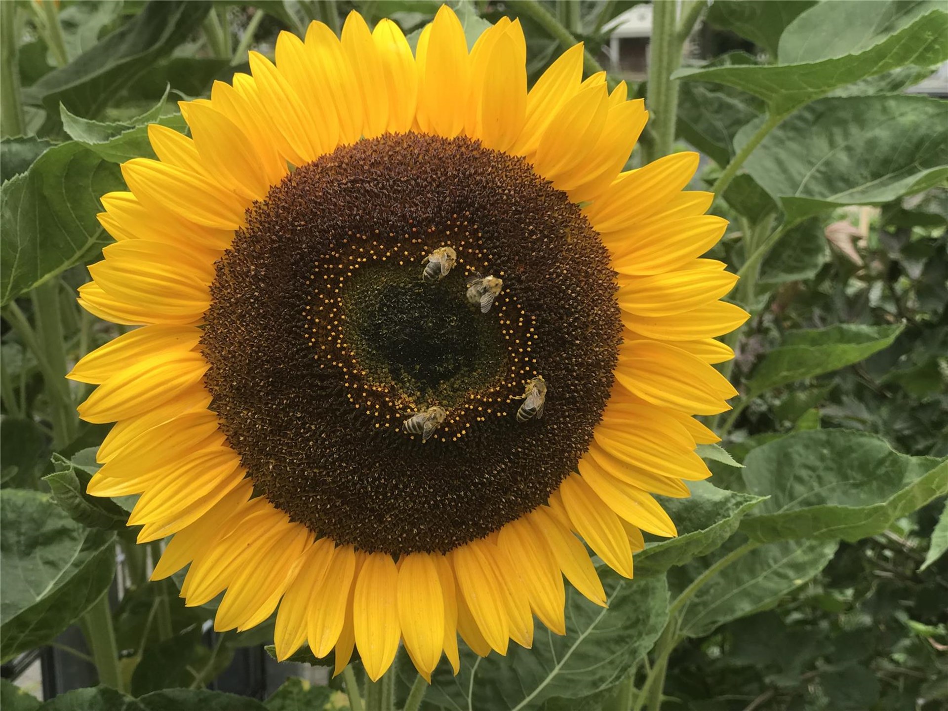 aufgeblühte Sonnenblume - mit einigen Bienen, die auf der Blüte sitzen