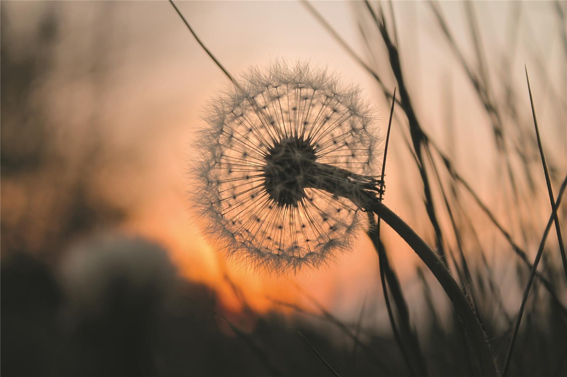 sternenweg_pusteblume