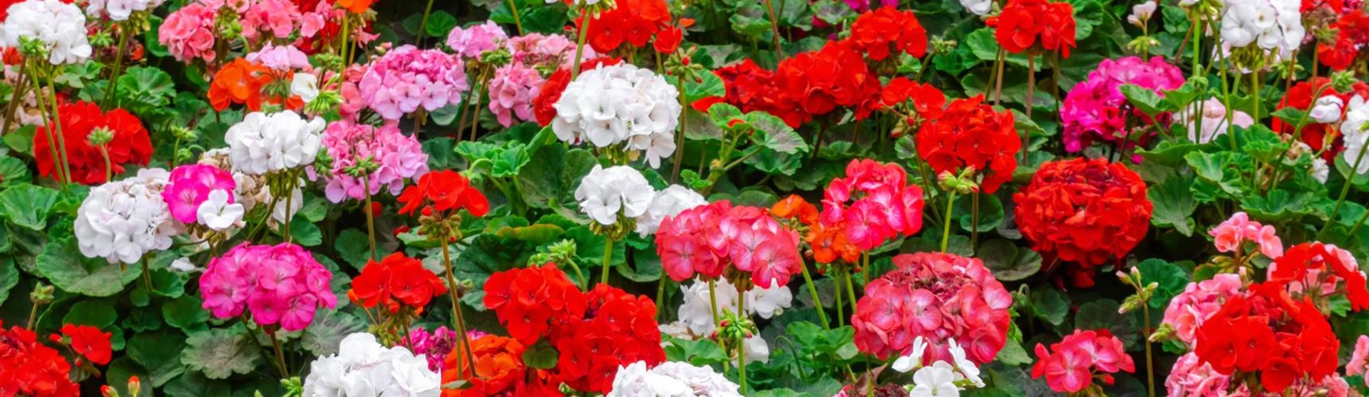 Header_Gartenzwerg_Geranie